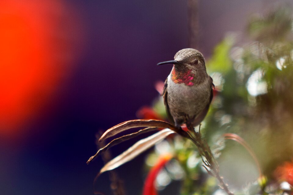 Nature blur bird
