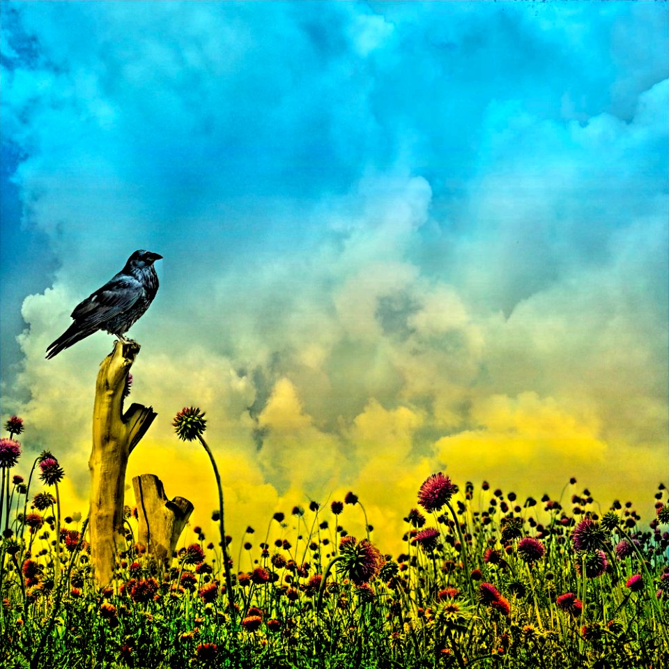 Stratford Ontario ~ Canada ~ Bird & Flowers ~ Shakespearean Garden Botanical ~ Heritage (51566225906)