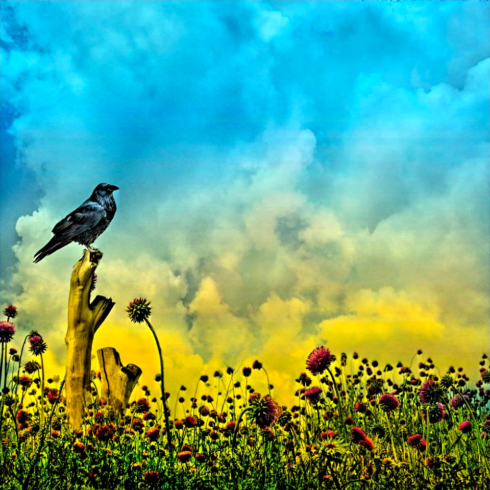 Stratford Ontario ~ Canada ~ Bird & Flowers ~ Shakespearean Garden Botanical ~ Heritage (51566225906) photo