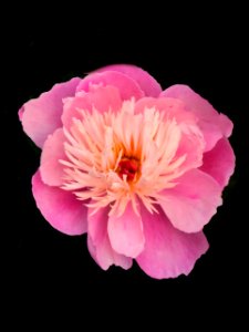 Stratford Ontario ~ Canada ~ Pink Peonies ~ Botanical Garden (51406276702)