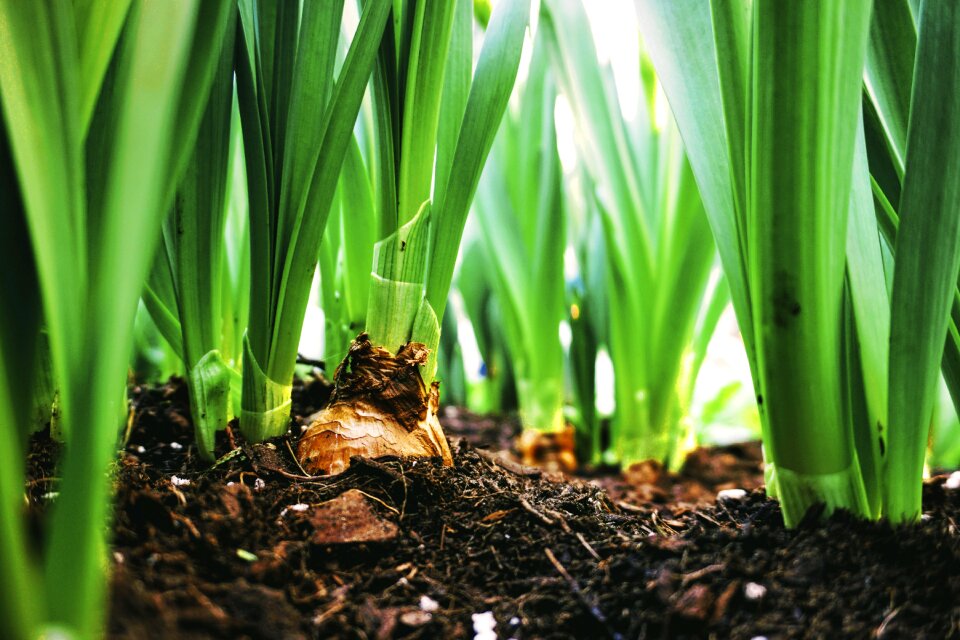 Soil plant green