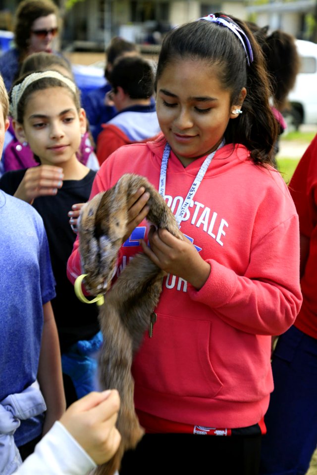 Students get to examine wildlife pelts (33714302663)
