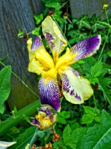 Stratford Ontario ~ Canada - Iris Flower - Shakespearean Garden Botanical ~ Heritage - Iris (51423859611) photo