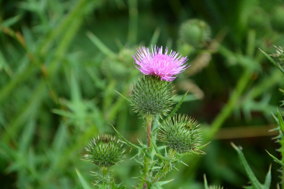 Pink violet garden