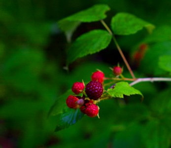 Summer Berries ( Explored) - Flickr - mrksteele04