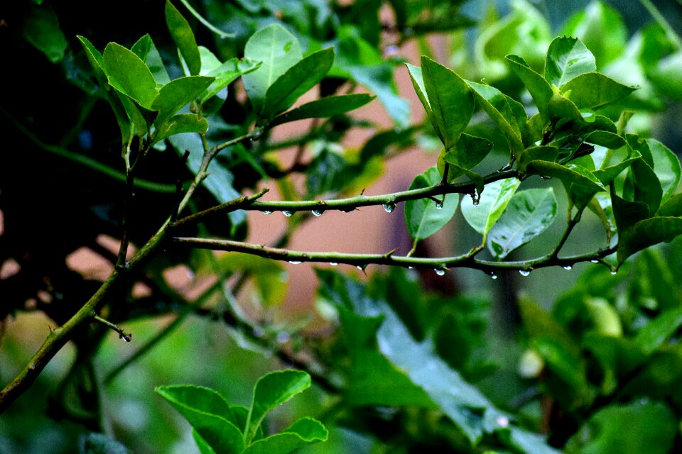 Rains green leaf nature