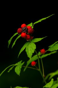 Summer Berries (Explore) - Flickr - mrksteele04
