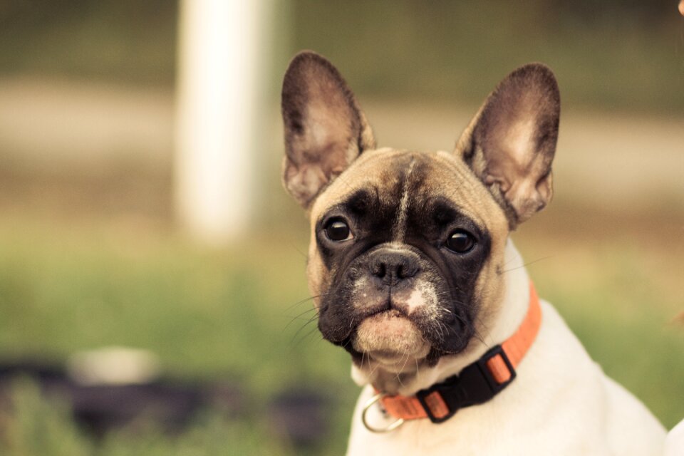 Animal collar model