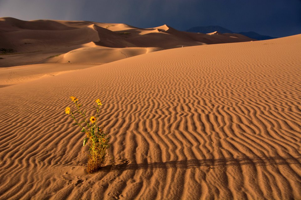 Sunflower and Sand Ripples (50365013213)