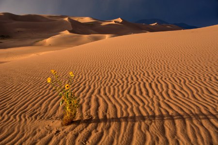 Sunflower and Sand Ripples (50365013213)