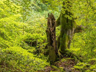 Summer, Pant-du woodland, N Wales, UK, 2021. (51392816326)