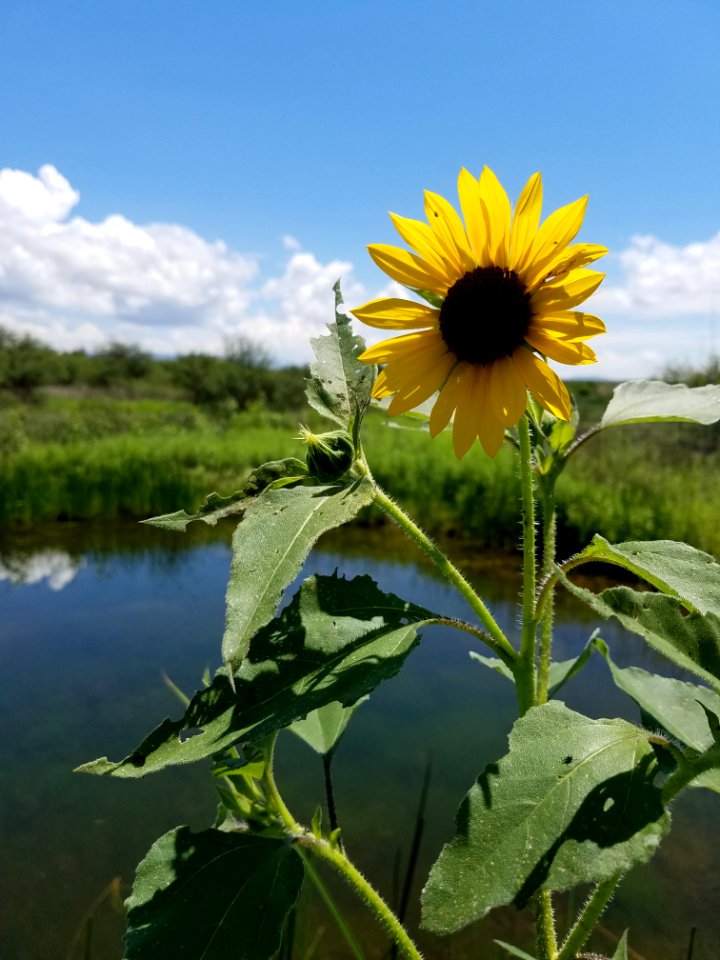 Sunflower at SPRNCA (49757855891)