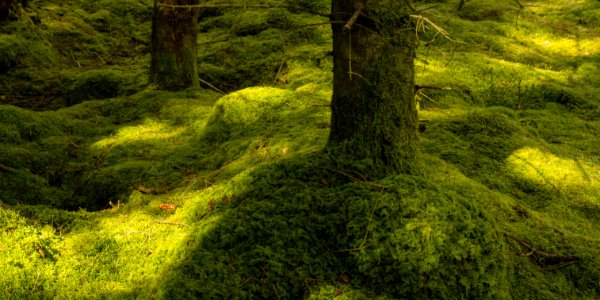 Sunlight and shadow in Pine woods. (51189235963)