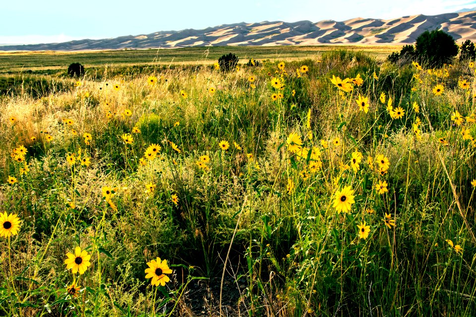 Sunflowers in Grasslands (48602920342)