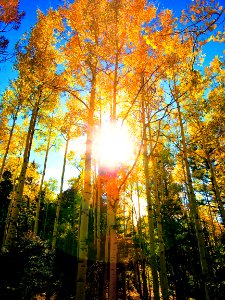 Sunlight in Gold Aspens (44649849324)