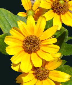 Sunflowers (48272335016) photo