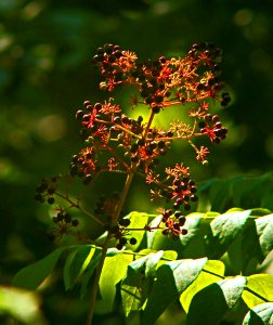 Summer Light - Flickr - mrksteele04