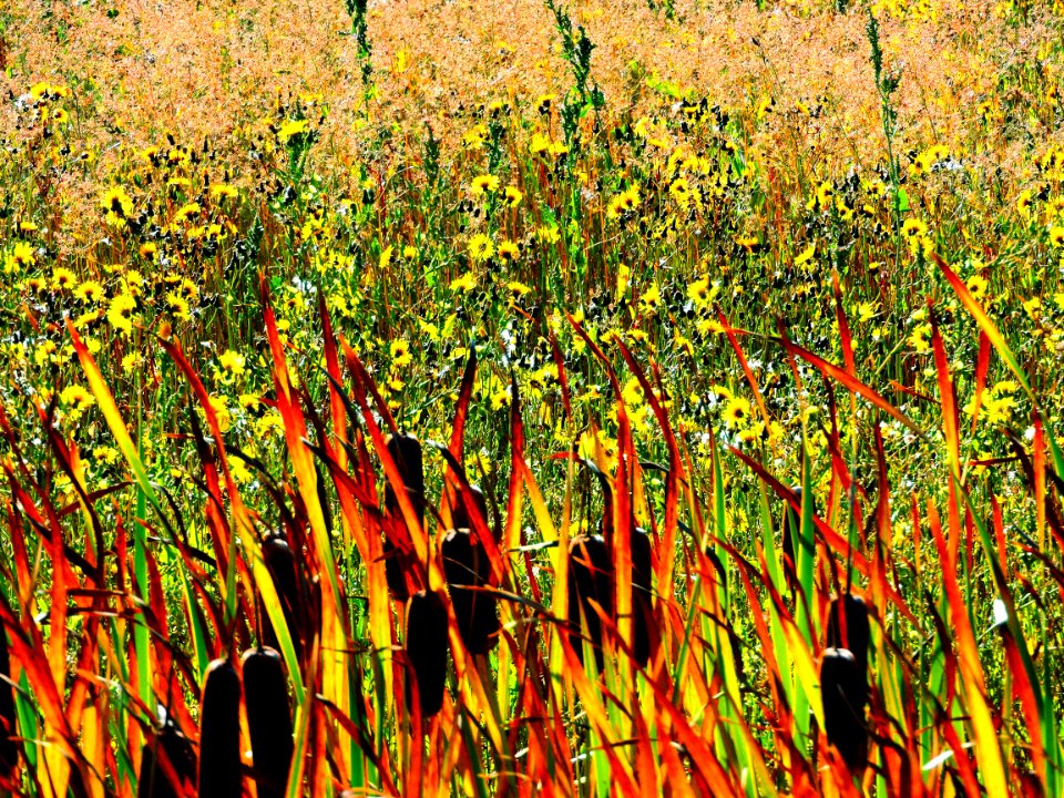 Sunflowers, Cattails, and Grasses (29604878601)