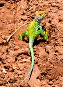 Sunning Lizard (37853381924)