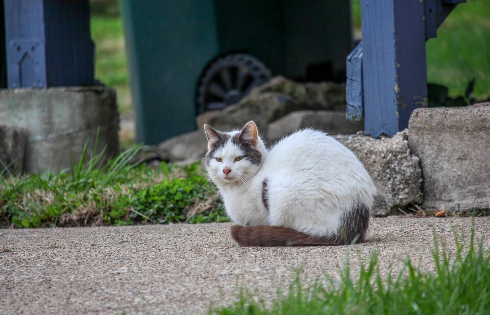 Animal nature cat