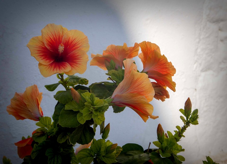 Superbe hibiscus (49130875428)