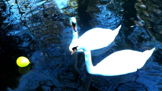 Swans (8301036948)