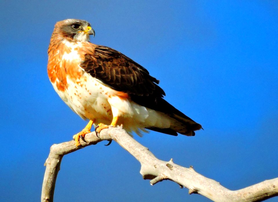 Swainson's Hawk (36029650135)
