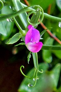 Sweet Pea (49736301652)