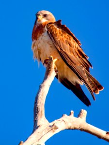 Swainson's Hawk (50365122858)