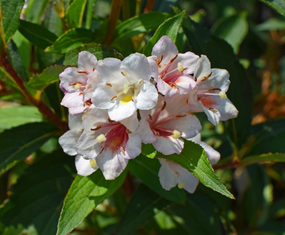 Bloom plant shrub