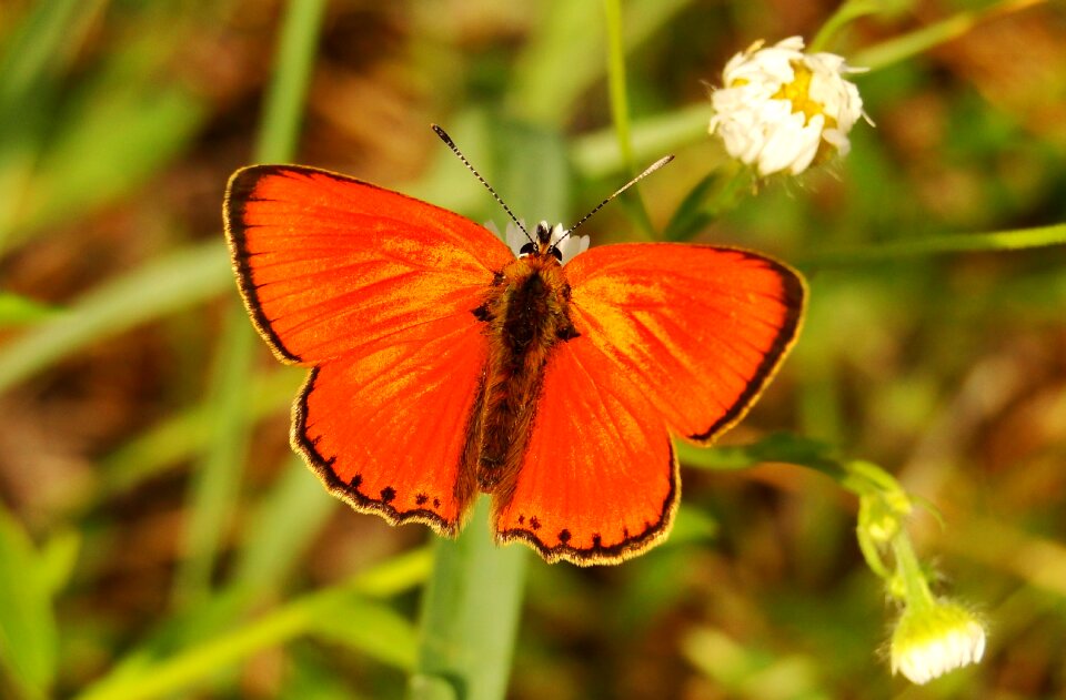 At the court of animals butterflies