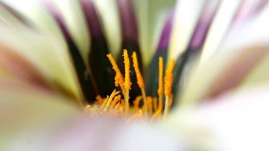 Garden summer color