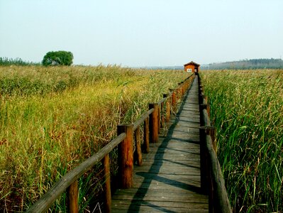 Chen bridge yellow river wetlands
