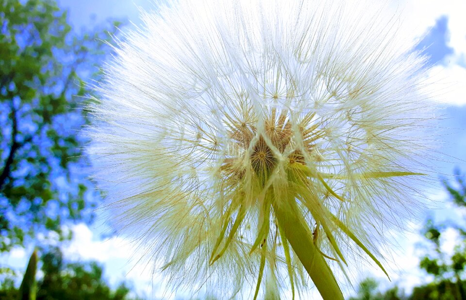 Dandelion dandelions summer