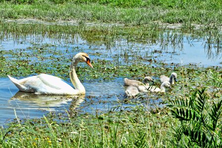 Swan swan family bird