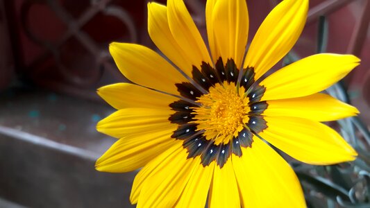 Summer garden bright