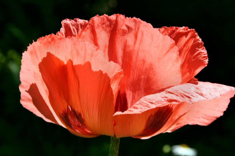 Plant poppy leaf