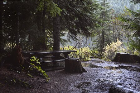 Trees mud dirt photo