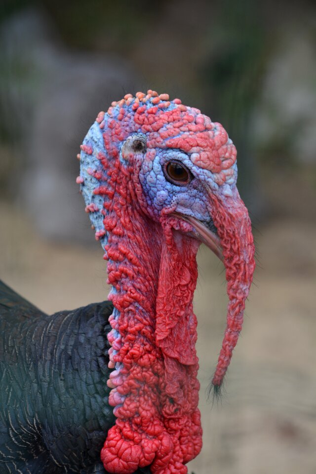 Poultry nature animal