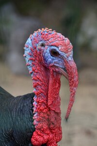 Poultry nature animal