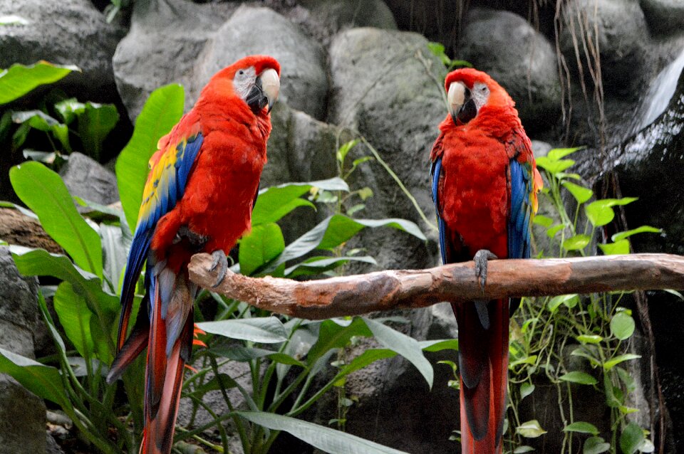 Wild life macaw pen