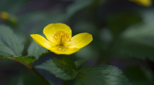 Garden summer color photo