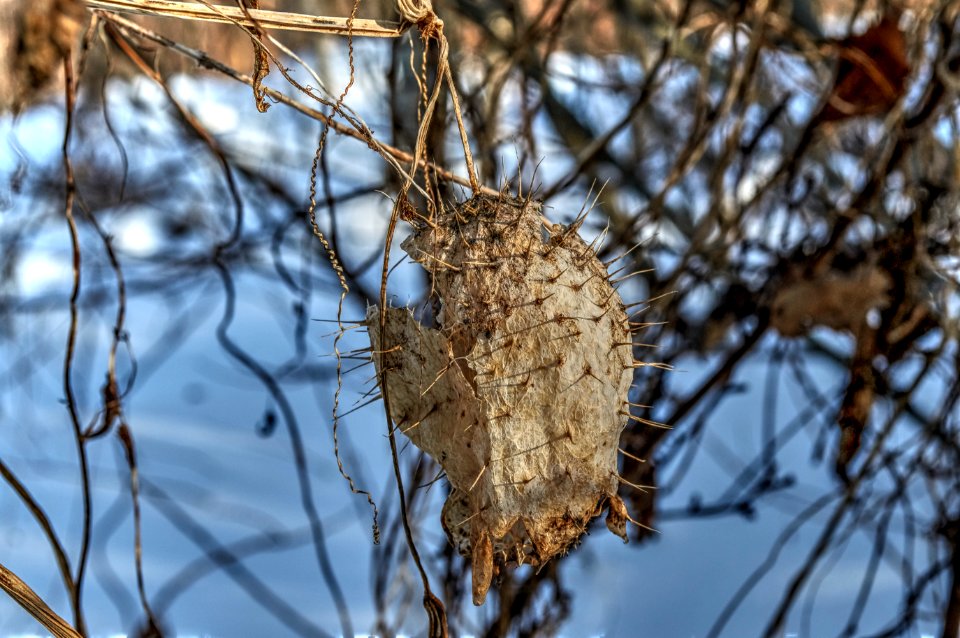 The remains of the summer (32752883205)