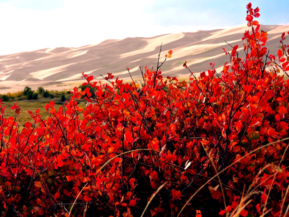 Three-Leaf Sumac in Fall Color (37564956852)