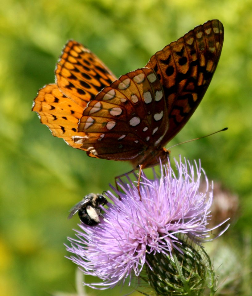 Thistles support a lot of life 2 (1281811336)