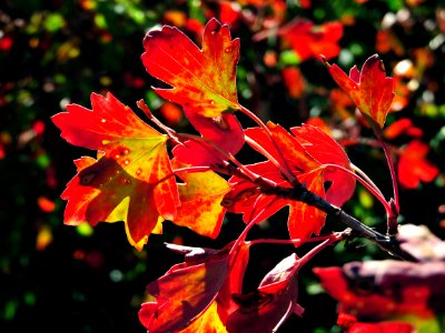 Three-Leaf Sumac in Fall Color (36926518893)