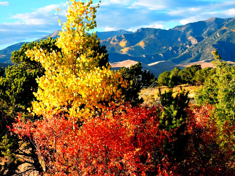 Three-Leaf Sumac, Aspen, and Dunes (30105585716)
