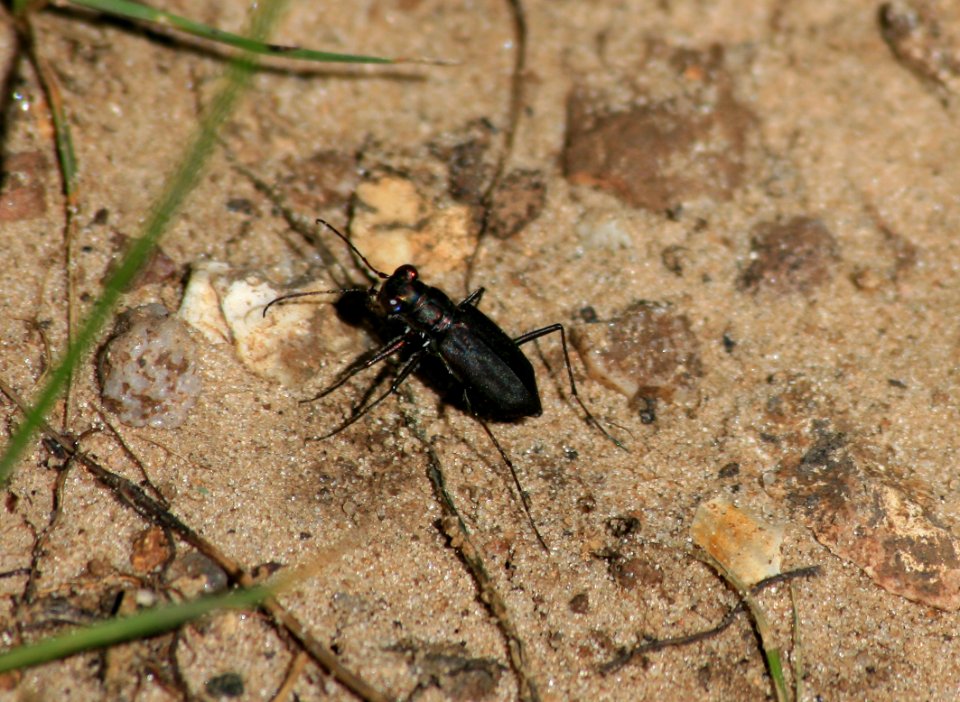 Tiger beetle (1311980344)