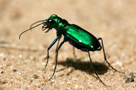 Tiger beetle (Cicindela sexguttata) (3630770038)