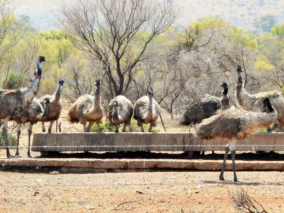 Thirsty emu (27269805038)